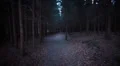 dark forest steadicam 2/8 HD Footage