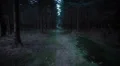 dark forest steadicam 4/8 HD Footage