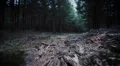 dark forest steadicam 5/8 HD Footage