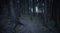 dark forest steadicam 7/8 HD 동영상