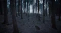 dark forest steadicam 8/8 HD Footage