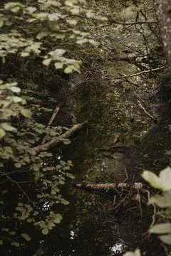 Dark Forest Stream with Fallen Logs and Dense Woodland Foliage Stock Photos