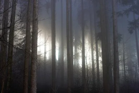 Dark forest with sun shining through the fog. Stock Photos