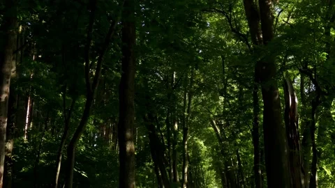 Dark forest with sunbeams with panning camera Stock Footage 189365373