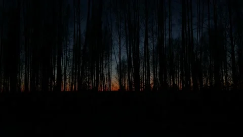 In a dark forest at sunset Stock Footage 171799116