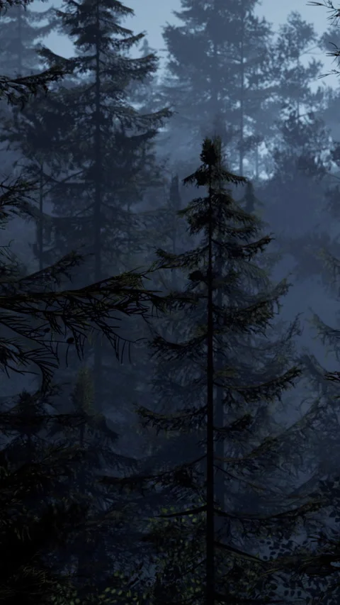 Dark forest with tall trees and fog in the evening light Stock Footage 346753102