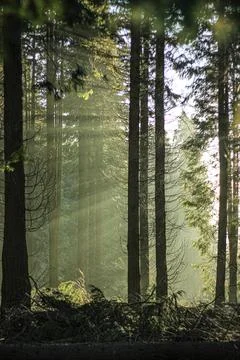 Dark forest with tall trees Stock Photos