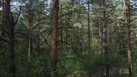Dark forest. Through the trees. Stock Footage 160912299
