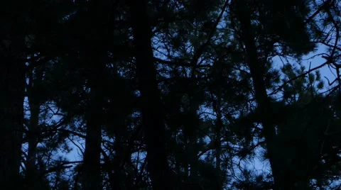 Dark Forest tilt Stock Footage 48483634