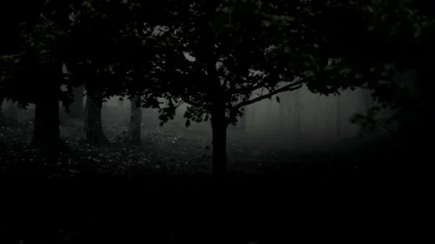 Dark forest , Tracking shot left to right. Stock Footage 135861072
