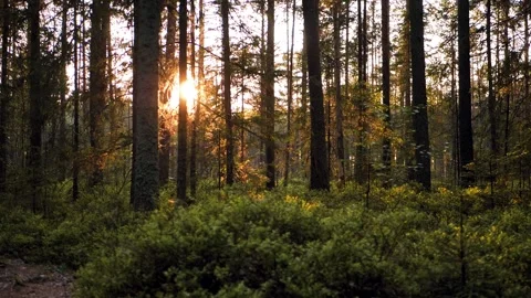 Dark forest trail at sunset. A dramatic dark forest in motion Stockbeeldmateriaal 243504266