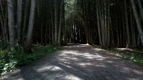 DARK FOREST TRAILS ON A BEAUTIFUL SUMMER DAY Stockbeeldmateriaal 133771668