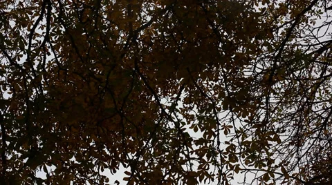 Dark forest tree Stock-Footage 32352298