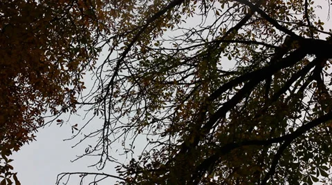 Dark forest tree Stock Footage 32352709