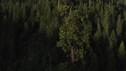 A dark forest with a tree in the foreground Stock Footage 271584315