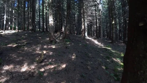 Dark forest, trees and some few sun rays trough the trees Stock Footage 114242870