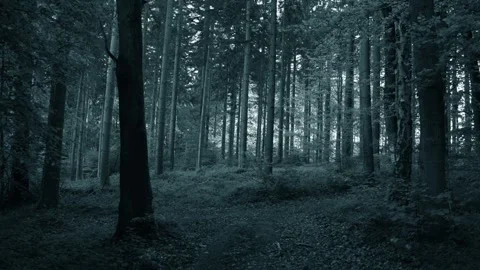 Dark forest with trees, Eifel in Germany	 Video stock 308407259