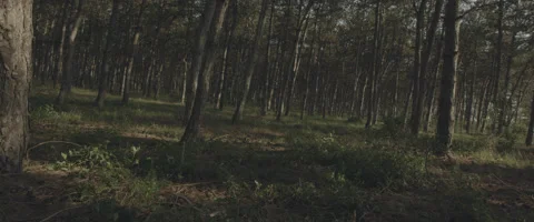 Dark Forest Trees Moody Pan Handheld 60fps 库存影片 149010402