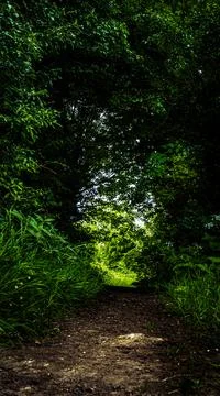 Dark forest with tunel trees Stock Photos