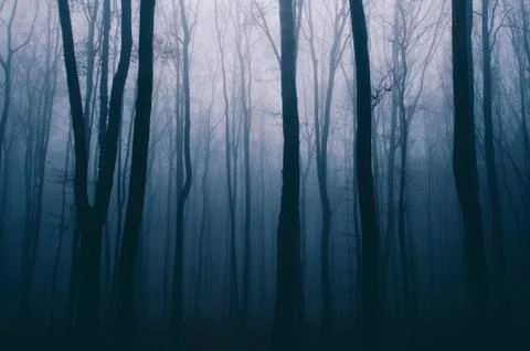 Dark forest at twilight background Stock Photos
