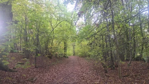 Dark Forest Undergrowth Looking Out Toward Brighter Clearing Stock Footage 348165786