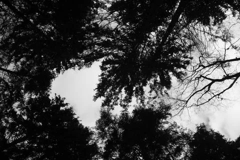 Dark forest, view from below Stock Photos