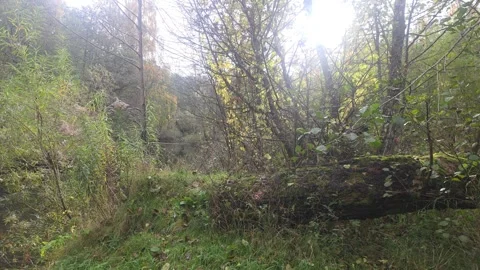 Dark Forest View Looking Through Trees Toward Bright Sunlight Stock Footage 348136918