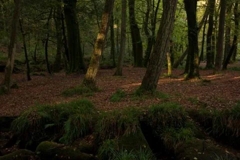 Dark forest view Stock Photos