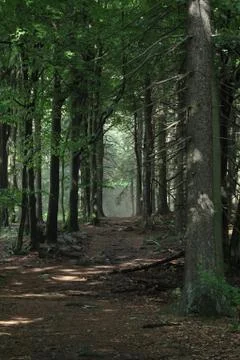 The Dark Forest Way 写真素材