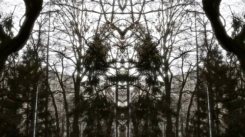 Dark Forest At Wind In Fast Motion Into Video Abstraction With Shine Stock Footage 91071462