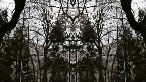 Dark Forest At Wind In Fast Motion Into Video Abstraction With Some Horror Stock Footage 91071467
