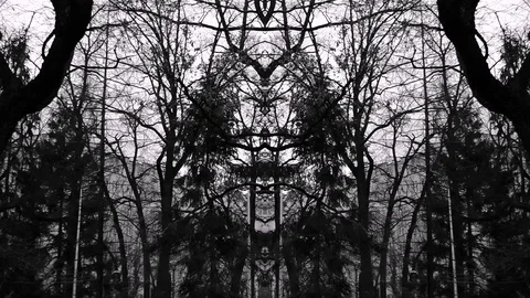 Dark Forest At Wind In Fast Motion Into Monochrome Video Abstraction Stock Footage 91073454