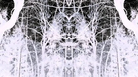 Dark Forest At Wind In Motion Into Video Abstraction With Some Horror Video stock 91071482