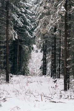 Dark forest in winter Stock Photos