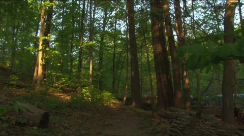 Dark forest, woods Stock Footage 311907