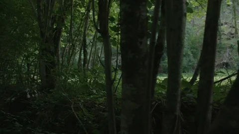 Dark forrest 스톡 동영상 89326961