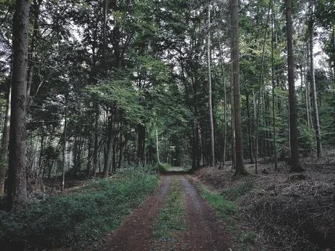 Dark forrest road Foto stock