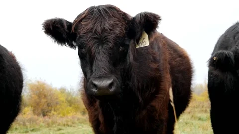 Dark Fuzzy Steer Standing Still Stock Footage 153240169
