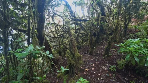 Dark geen moss on trees Stock Footage 117138917