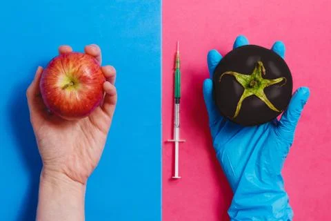 Dark Genetically Modified Tomato on Pink or Natural Red Apple on Blue. GMO Stock Photos