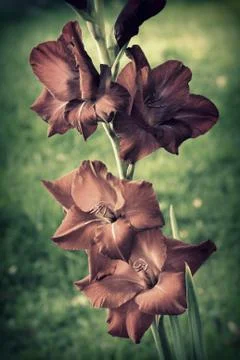 Dark gladiola Stock Photos