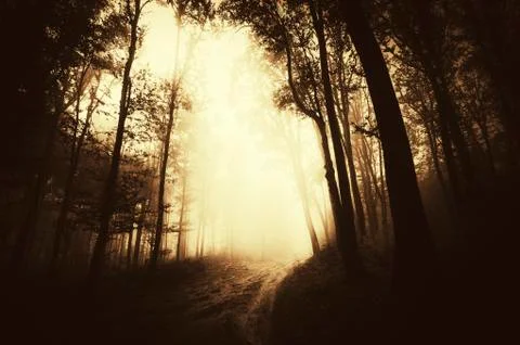 Dark gloomy forest road at sunset Stock Photos