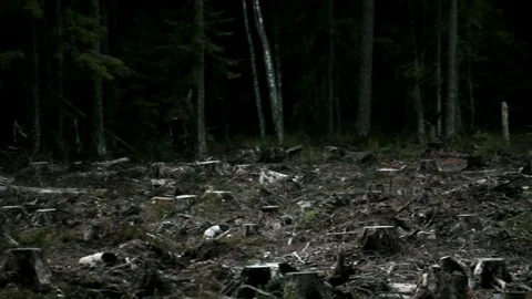 Dark Gloomy Forest Scene Video stock 76333470