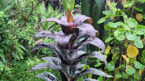 Dark glossy leaves after rainfall in lush garden setting. Stock Footage 328245452