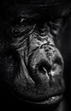 Dark gorilla portrait, Silverback Gorilla Stock Photos