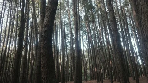 Dark gothic isle of tall pine trees surrounded by haze and mist Stock Footage 142302633