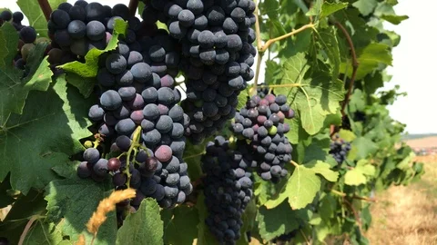 Dark grape with bloom and almost ripe berries in bunches Video stock 93799234