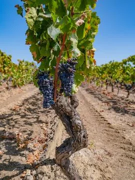Dark Grape Clusters Ready for Harvest in Sunny Vineyard Stock Photos