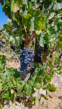 Dark Grape Clusters Ready for Harvest in Sunny Vineyard Stock Photos