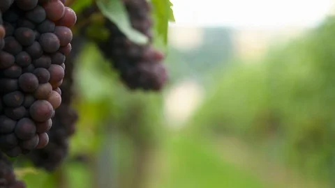 Dark grape harvest Stock Footage 96044377